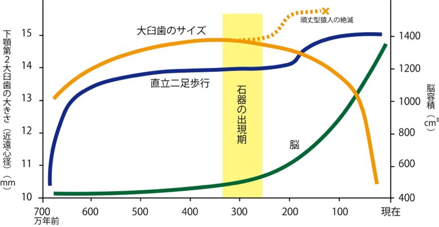 石器と人類進化