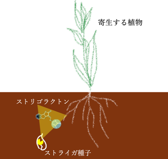 ストライガの寄生