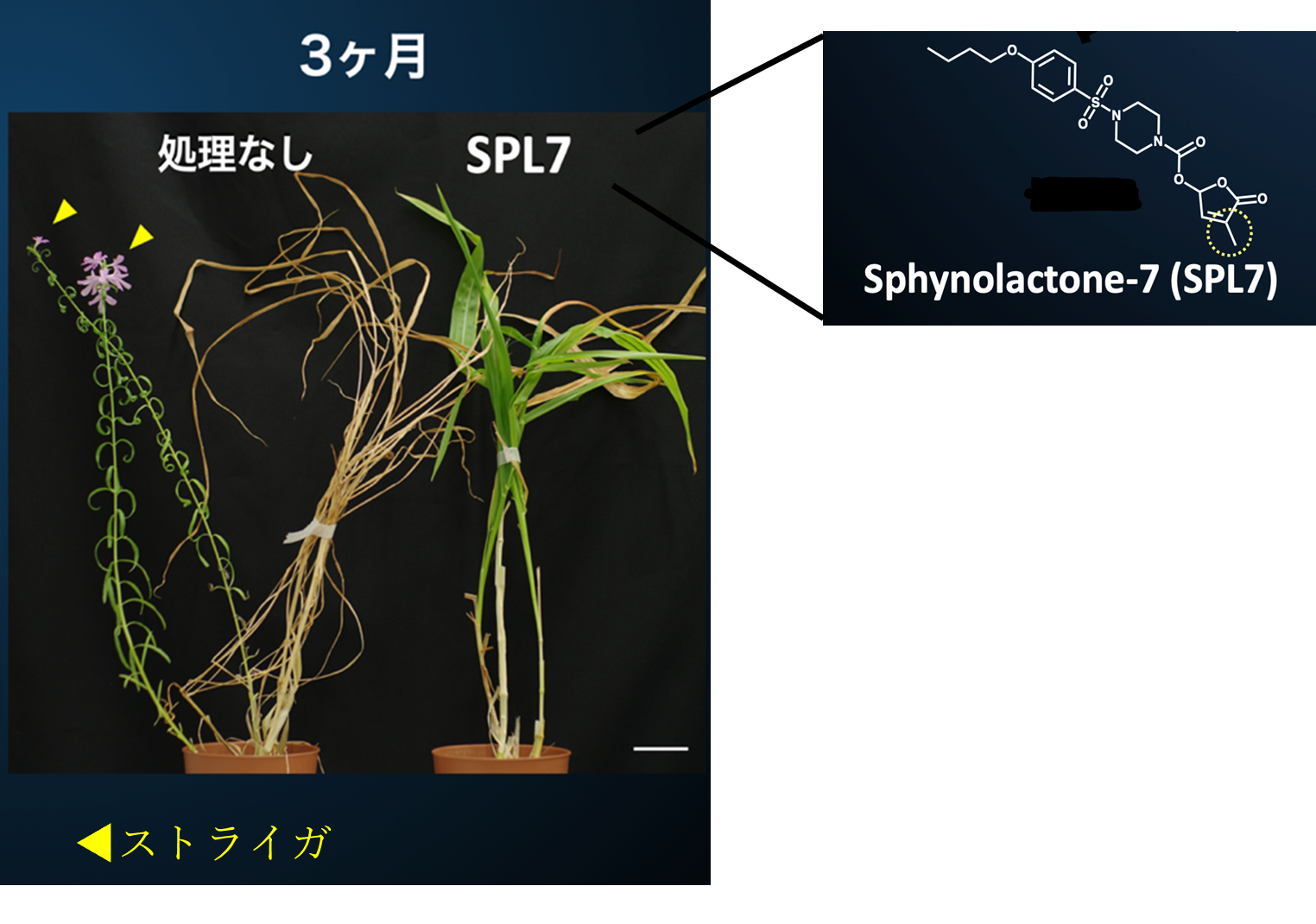 スフィノラクトン7効果