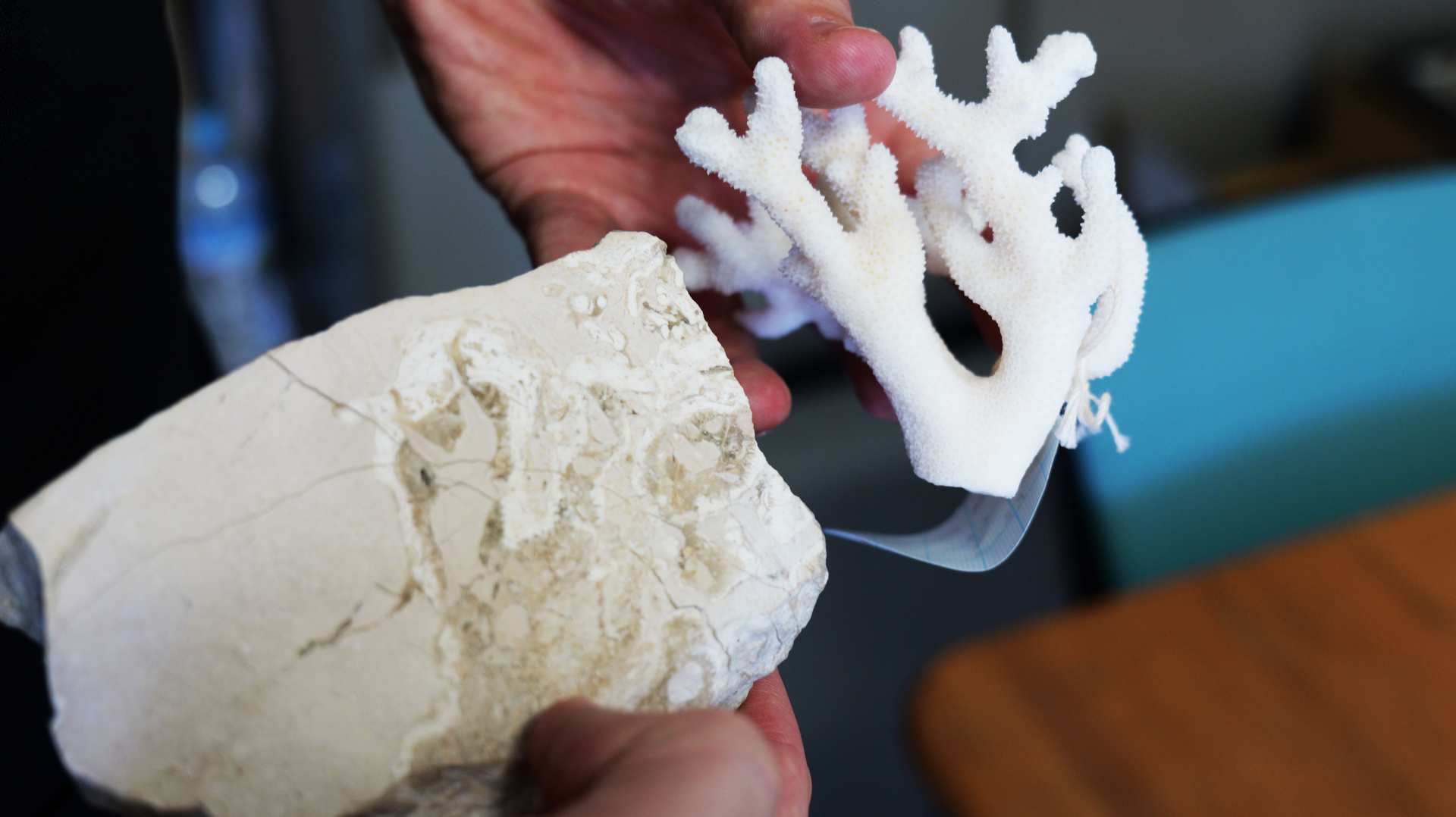 サンゴの化石が物語る、昔の環境、地球の変化 | 理 philosophia online